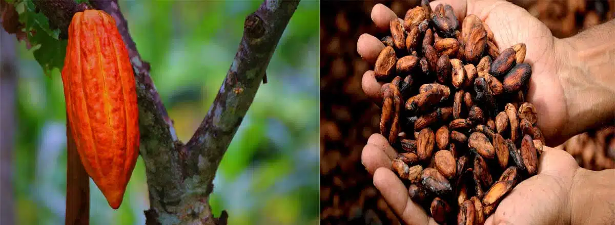 baccelli e semi di cacao baccelli e semi di cacao
